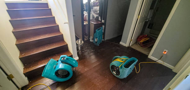 Best Mold removal after water damage  in Lake Fenton, MI