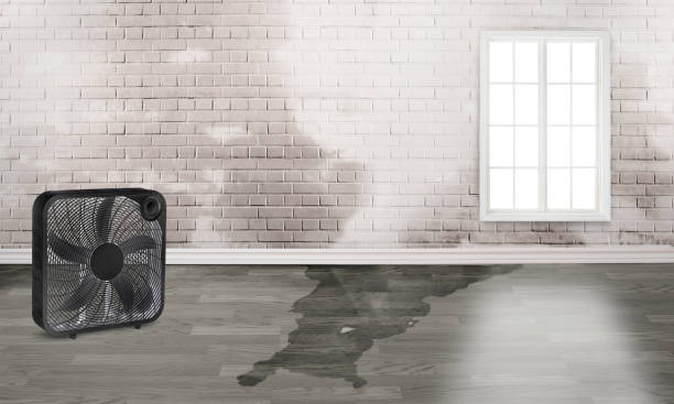 Best Mold removal after water damage  in Lake Fenton, MI